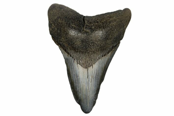 3.77" Fossil Megalodon Tooth - South Carolina